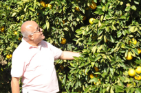  "البيارة ويافا توأمان، الأول يوحي للثاني والعكس صحيح" لعبد القادر سطل